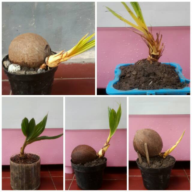 5 picis bahan bonkla