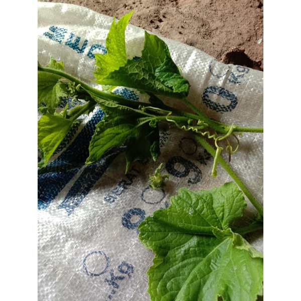 

daun pucuk Labu fresh 250 gr