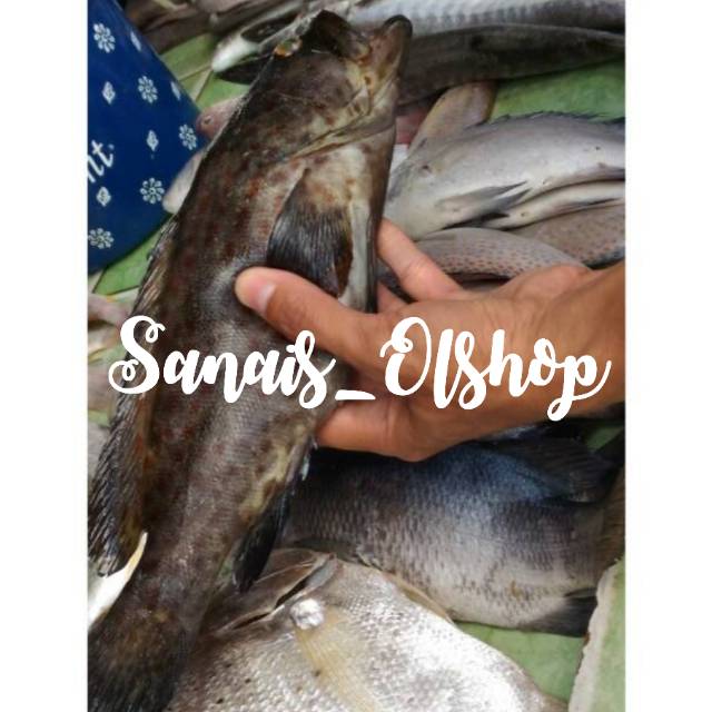 

Kerapu laut segar per kg