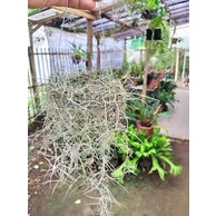 Jenggot Nabi - Spanish Moss Tilandsia - Tanaman Hidup