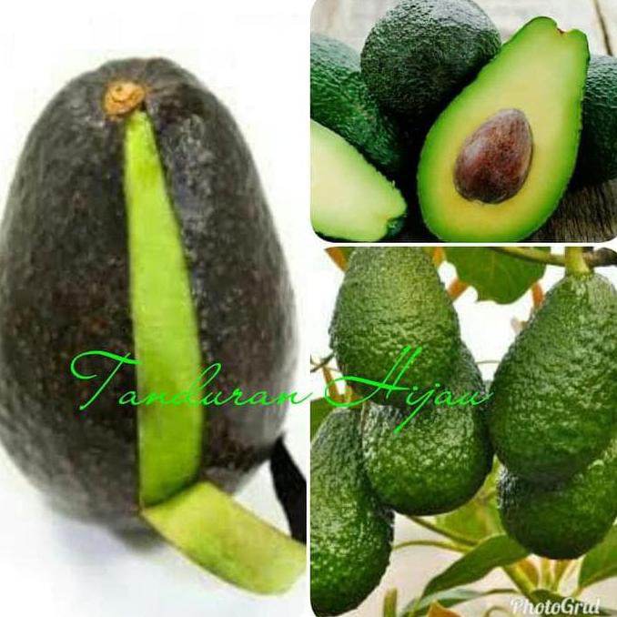 TERBAIK A1 BIBIT BUAH ALPUKAT HASS AUSTRALIA ASLI TERMURAH