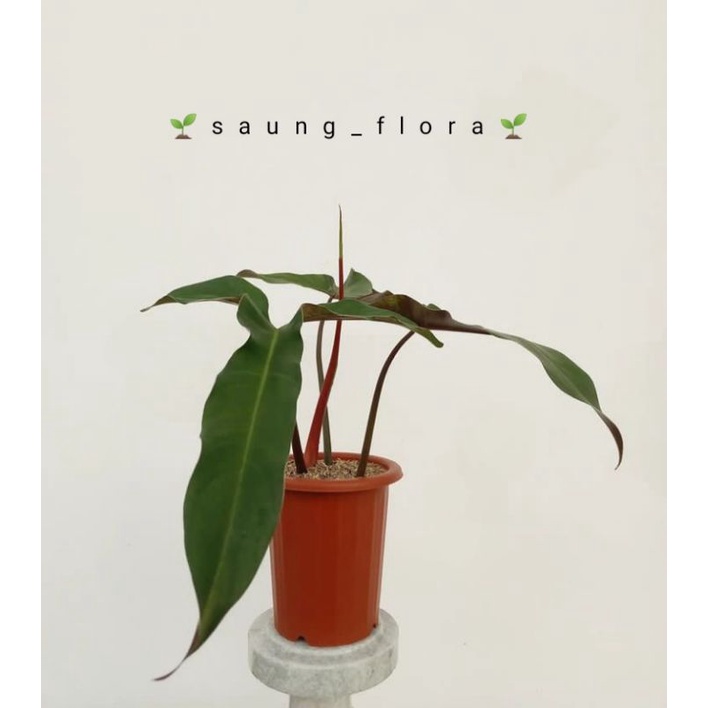 Philodendron mexicanum murah // Tanaman hias philodendron mexicanum lokal