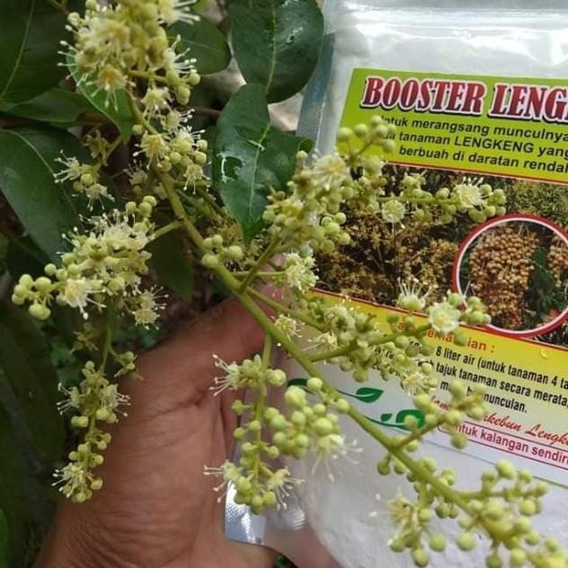Hot Sale Pupuk Booster Obat Alami Pelebat Buah Kelengkeng 100% Ori Sangat Ampuh 한