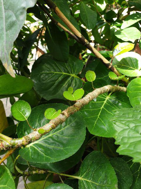 Stella Aerosol Orange 400 Ml