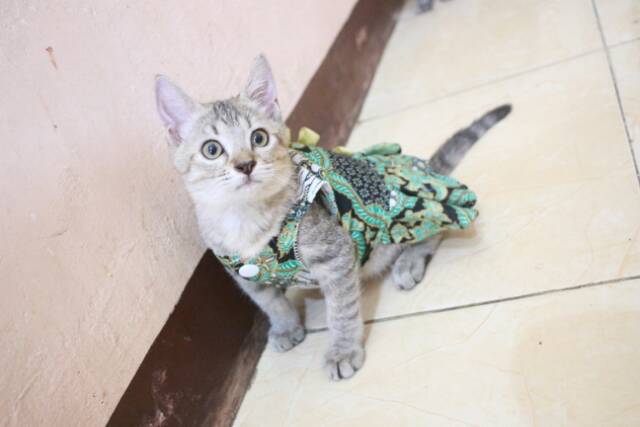 Dress batik hijau lucu untuk kucing dan anjing baju kucing murah terlaris size S-XL