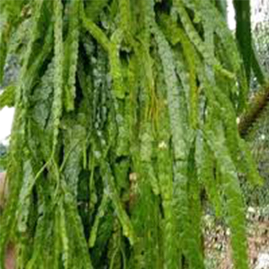 RUMPAI SISIK Huperzia Nummulariifolia KUMPAI