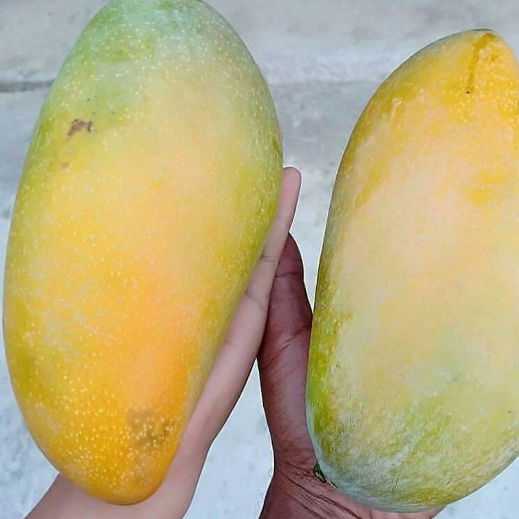 Bibit Buah Mangga Kiojay Super Jumbo