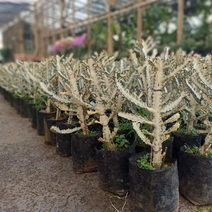 TANAMAN KAKTUS TULANG-EFORBHIA DURI