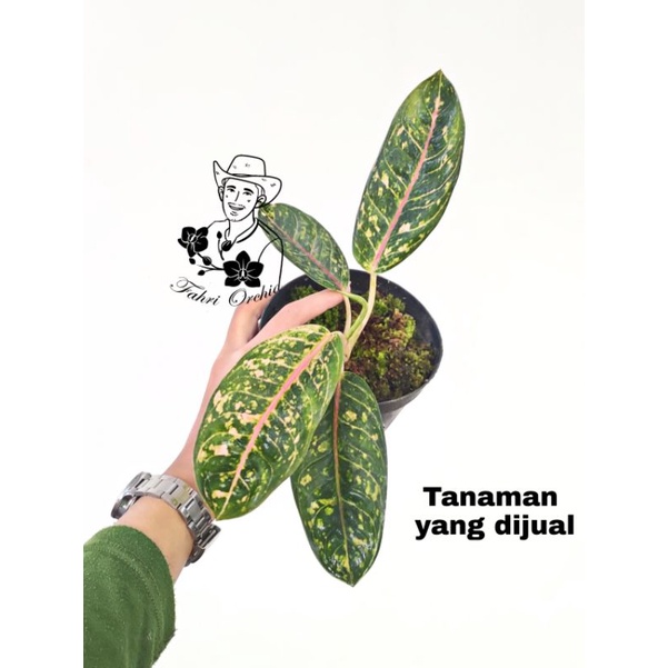 FahriOrchid - Aglonema Donna agnesia eh Donna Carmen