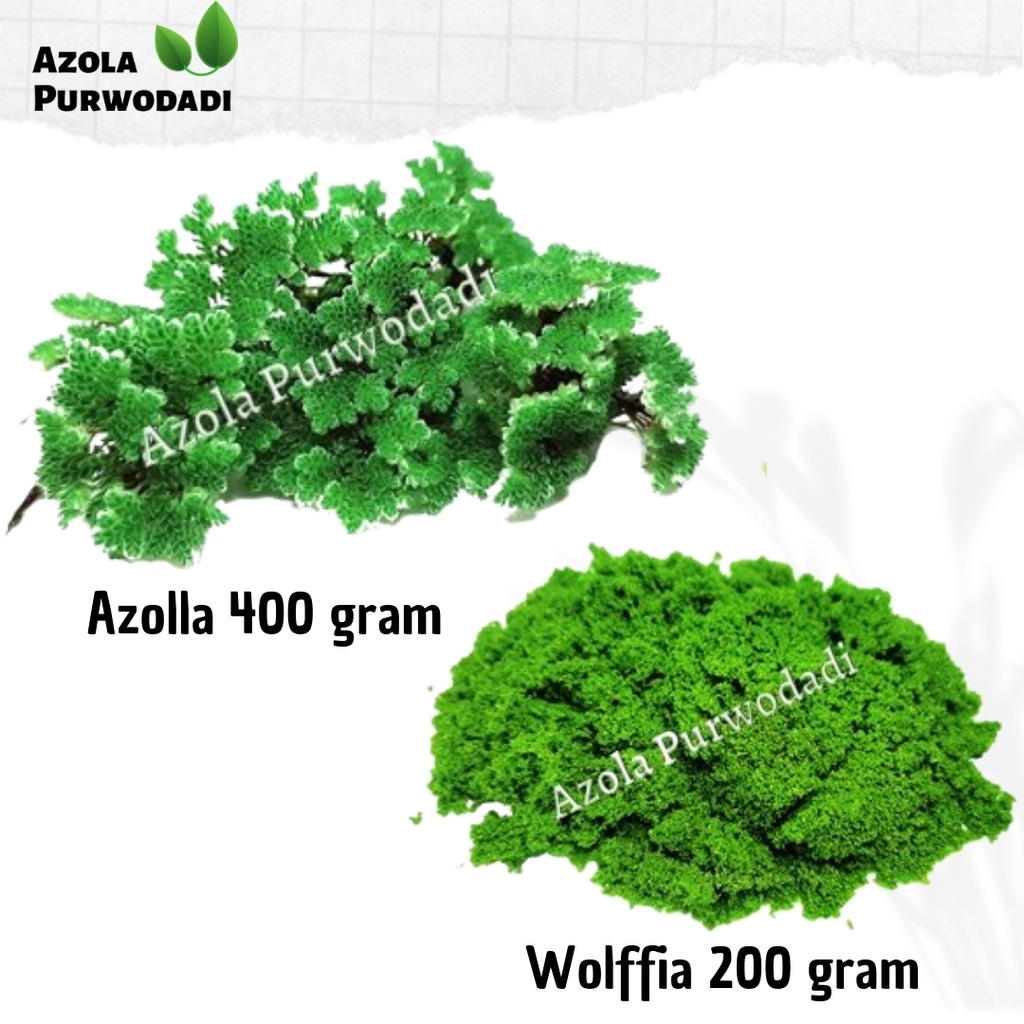 Azolla Microphylla 400 gram + Wolffia 200 gram