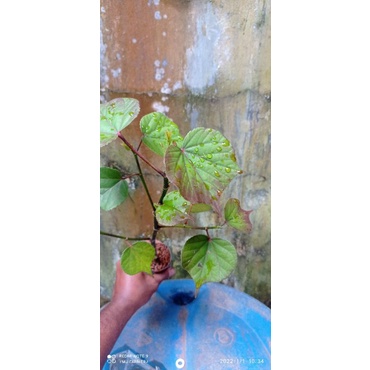 waru india mutasi india hibrid