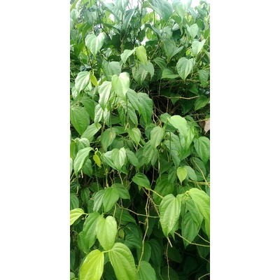 

Daun SIRIH untuk nginang / nyirih Per 20 lembar
