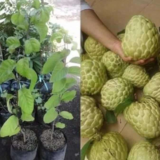 Terlaris! Bibit Tanaman Buah Srikaya Jumbo Madu *_@