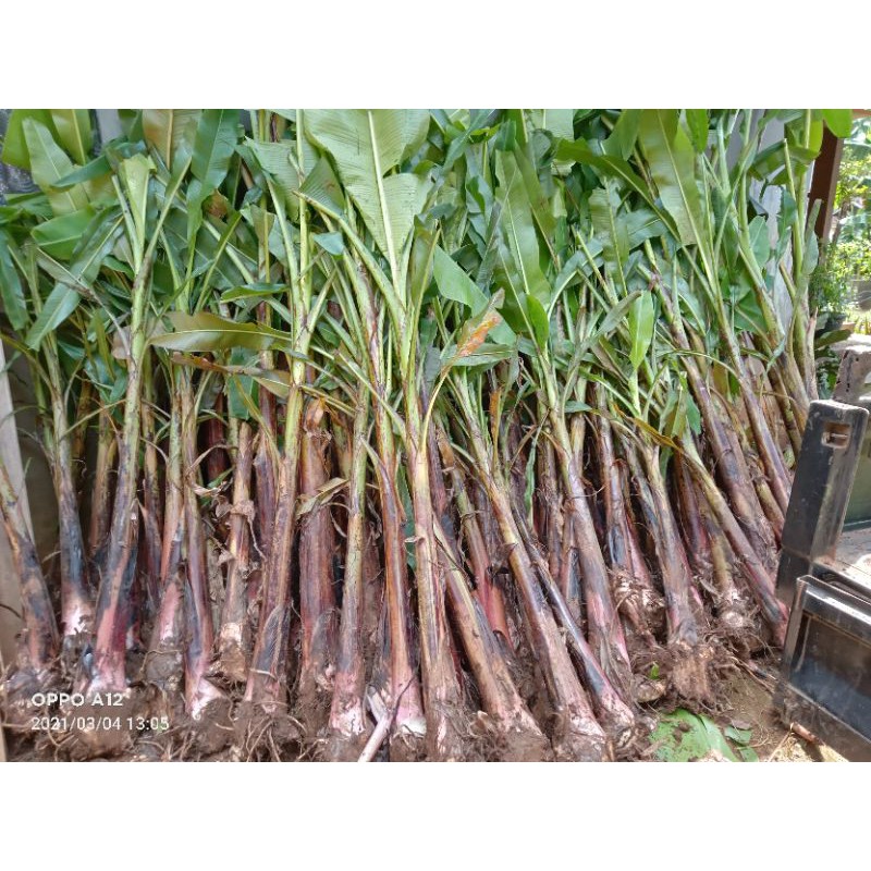 bibit pisang mas kirana