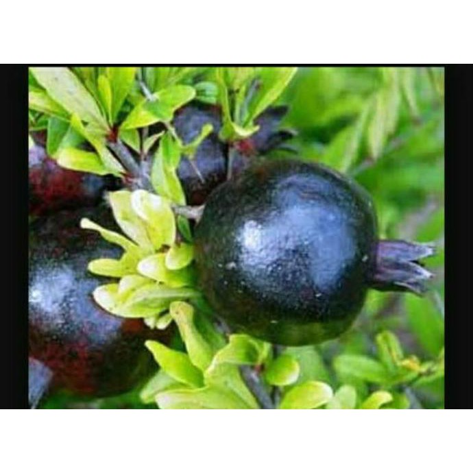 A1 BIBIT BUAH DELIMA HITAM ASLI