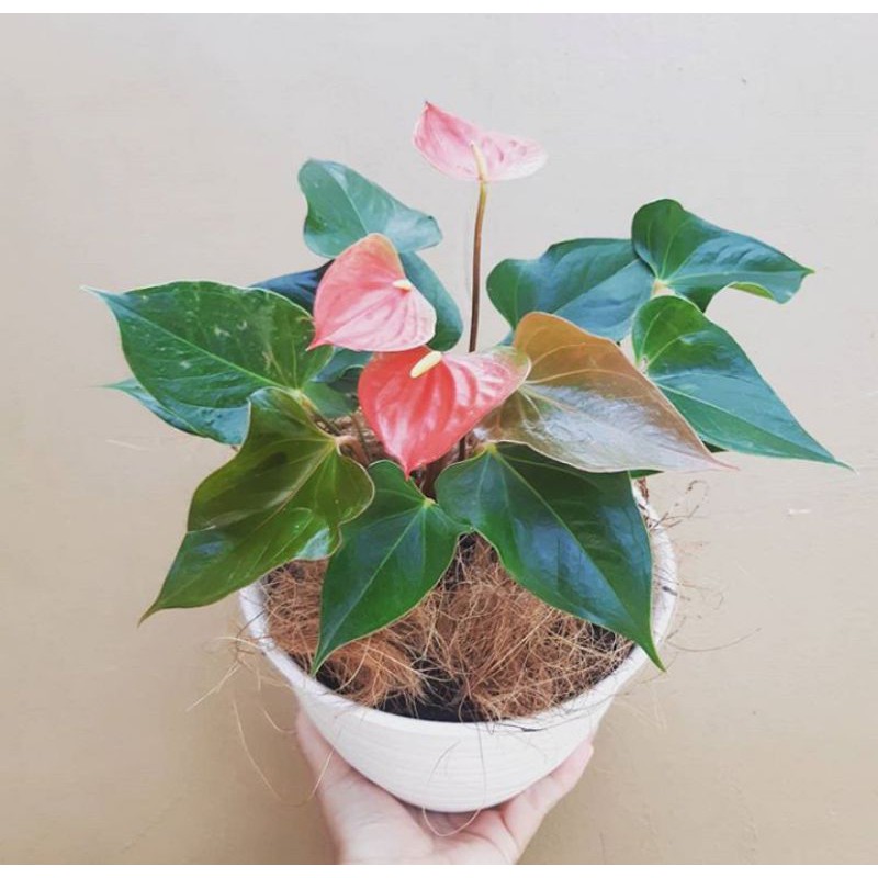 ANTHURIUM MICKEY MOUSE