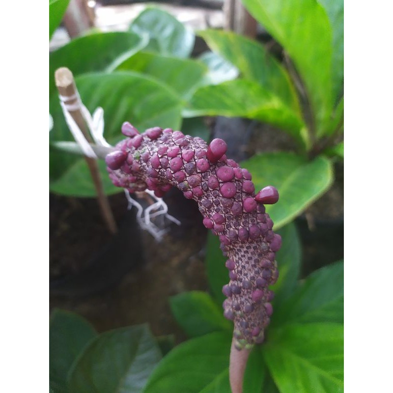 Biji Jemani Eka Varigata