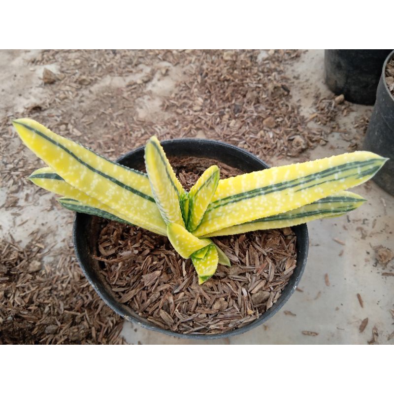 gasteria batesiana variegata