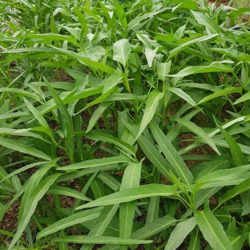 500 Biji - Benih Kangkung SEJATI Cap Bunga Matahari