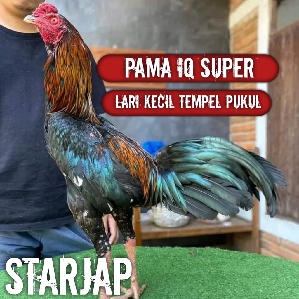 ayam bangkok pama asli super jalu telur tetas perbutir