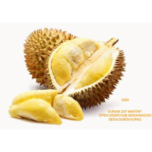 

Duren Zaf Mantap