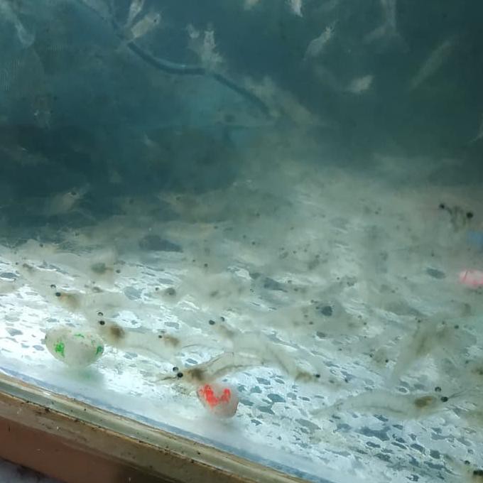 Dijual Udang Hidup Udang Umpan Pakan Ikan Terjarmin