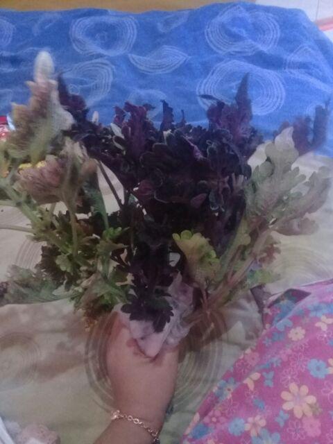 No 20 Tanaman Hias Miana/coleus/iler/jawer Kotok