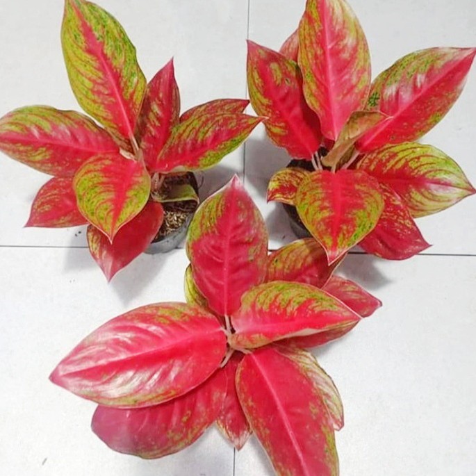 Bonggolan Aglonema Red Regancy Petani Aglonema3