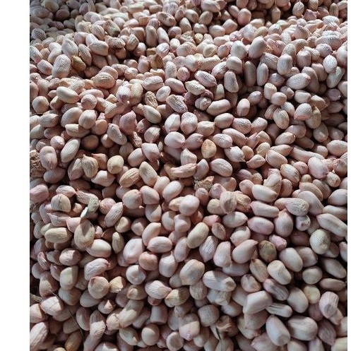 

Termurah Kacang Tanah langsung dari petani kemasan 500 gr