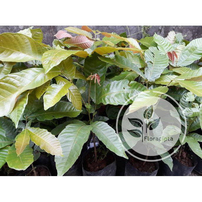 Bibit Pohon Matoa / Tanaman Buah Matoa / Buah Matoa Khas Papua Crv