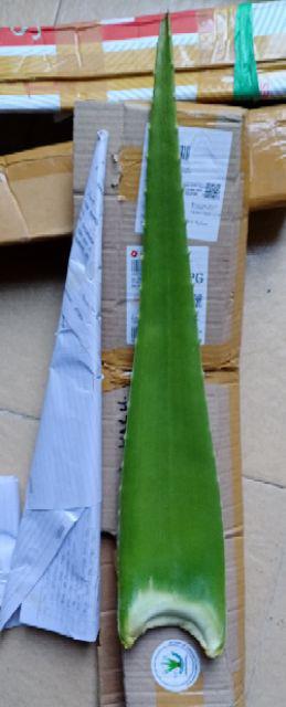 Sale! Pelepah Lidah Buaya Jumbo & Fresh 100% Organik (600-750gr)