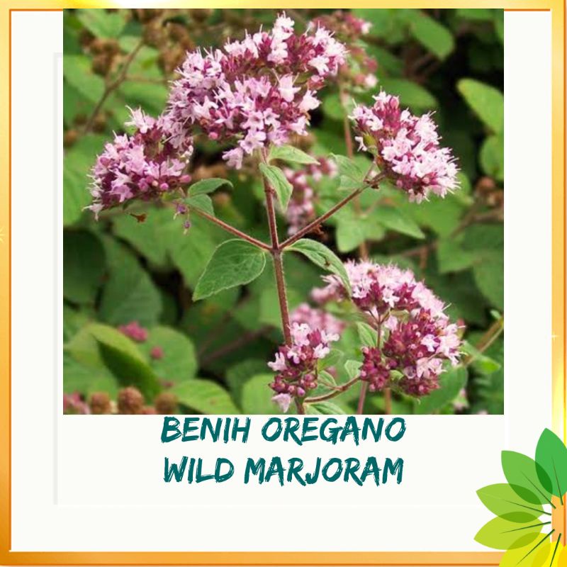 Benih biji OREGANO italian  / bibit tanaman herbal isi 10 biji