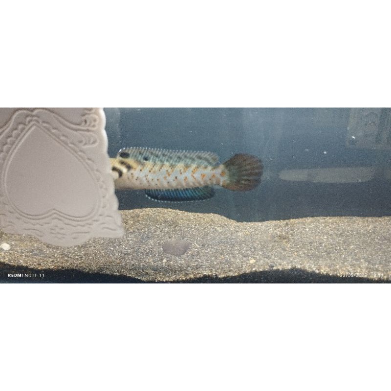 Channa red stripe pulcra