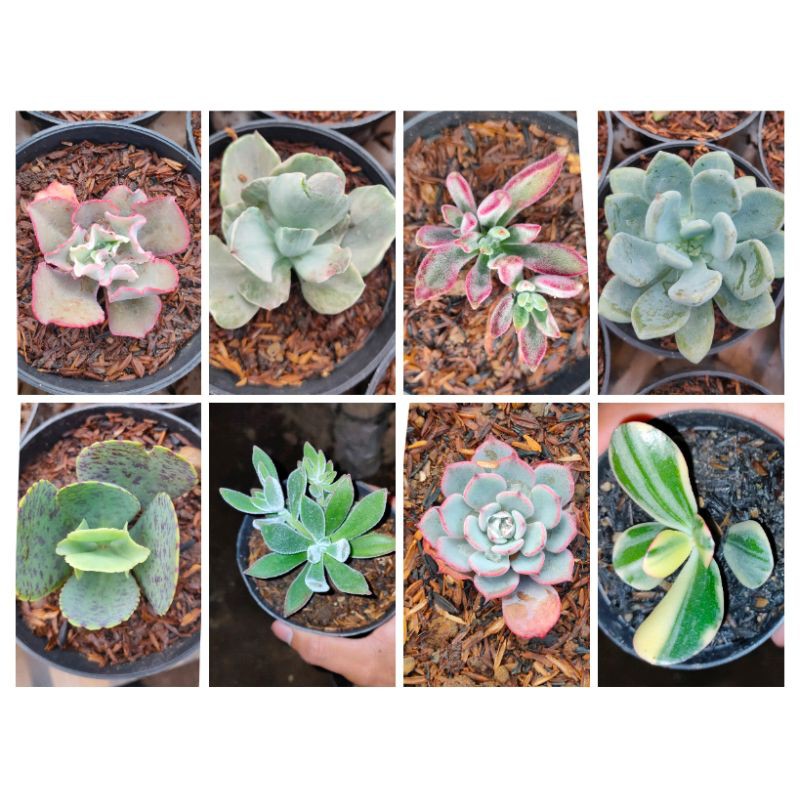 

paket sculen 10 (mix)