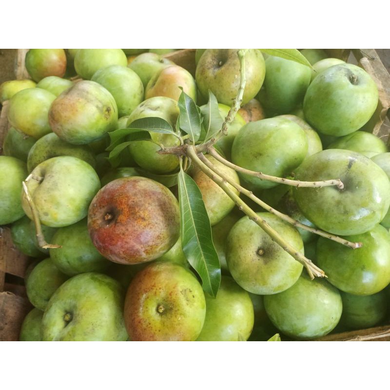 

Mangga rujak apel/ Bahan rujak (Dijamin Asam!)