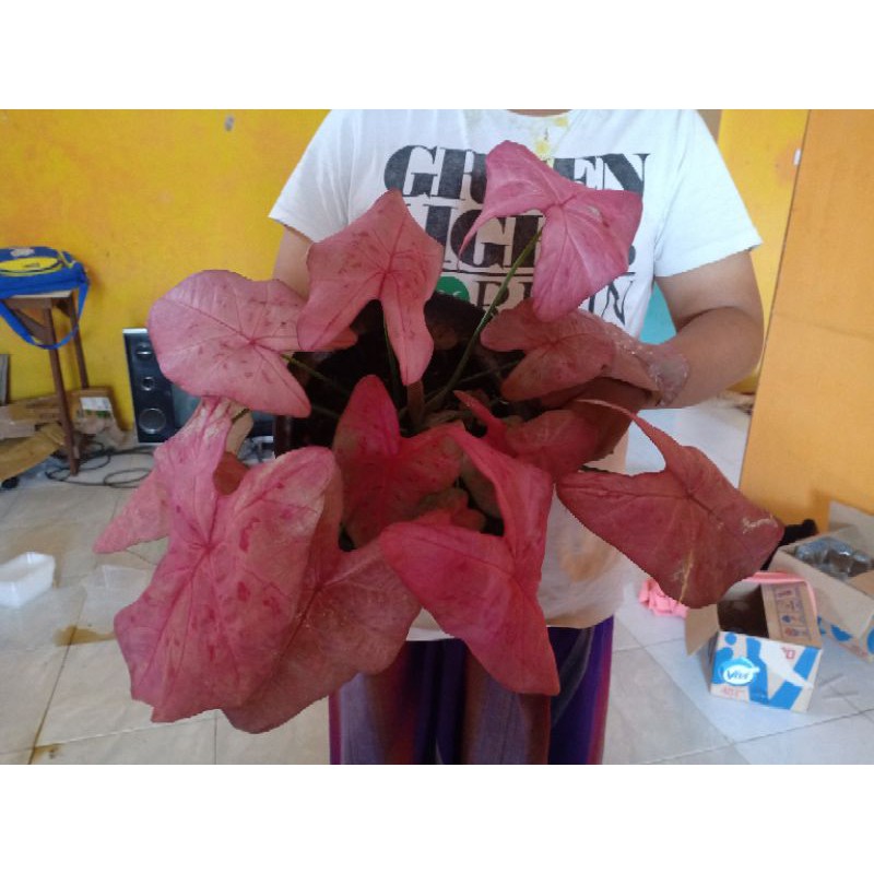 promo sexsi pink