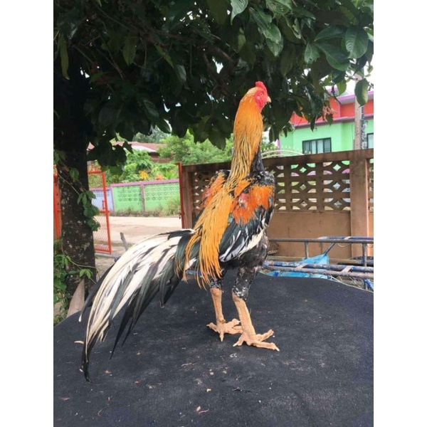

Telur ayam ekor lidi (TELUR' FERTIL)