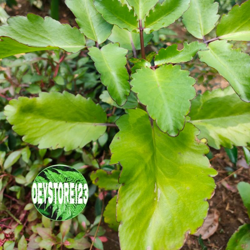 

paket hemat daun cocor bebek per 200 grm