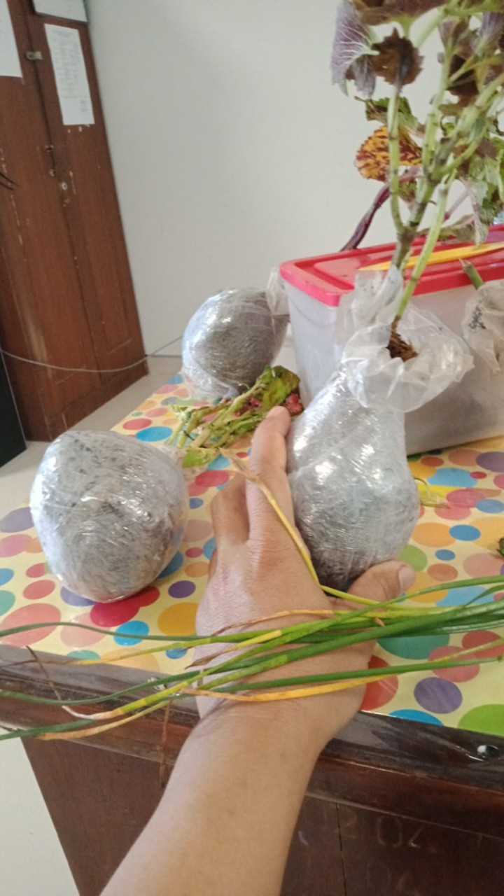 Tanaman Hias Jengger Ayam