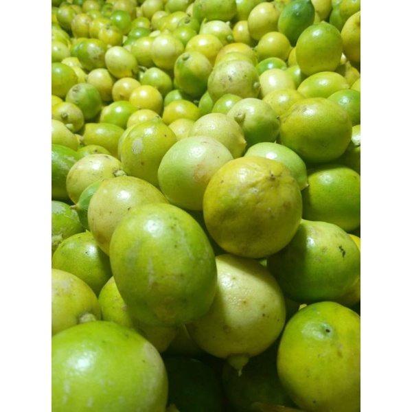 

JERUK LEMON LOKAL FRESH 1KG