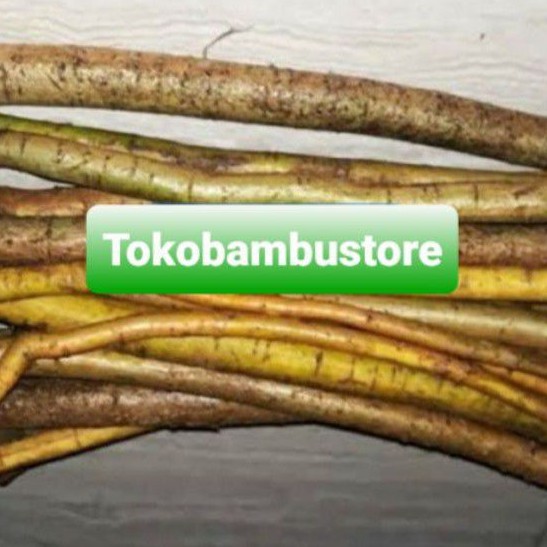 

Jual Akar tuba segar organik 1 kg-az