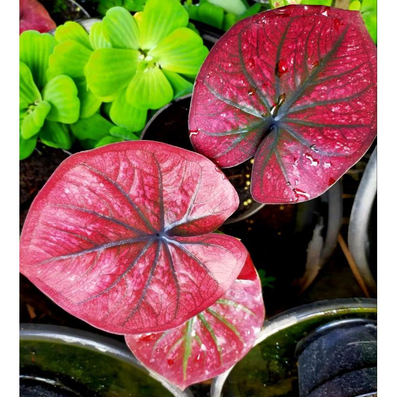 Bibit caladium Red dragon