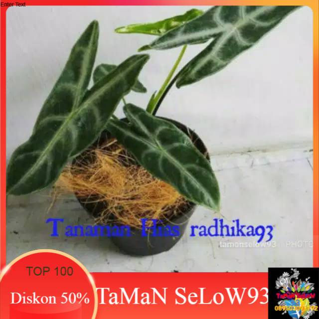 Tanaman hias murah ALOCASIA silver/alokasia silver/longiloba silver