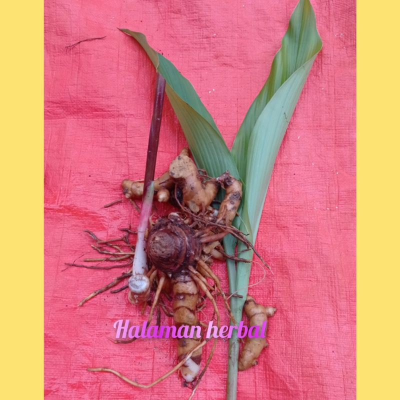 

kunyit hitam lokal 1kg