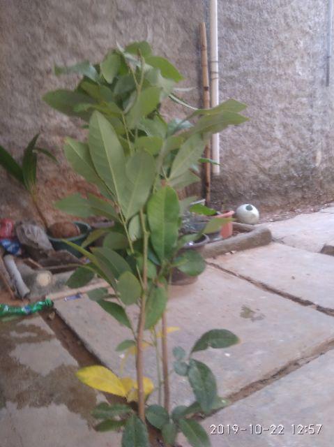 Diskon Bibit Tanaman Buah Kiwi 1paket (2 Pohon)