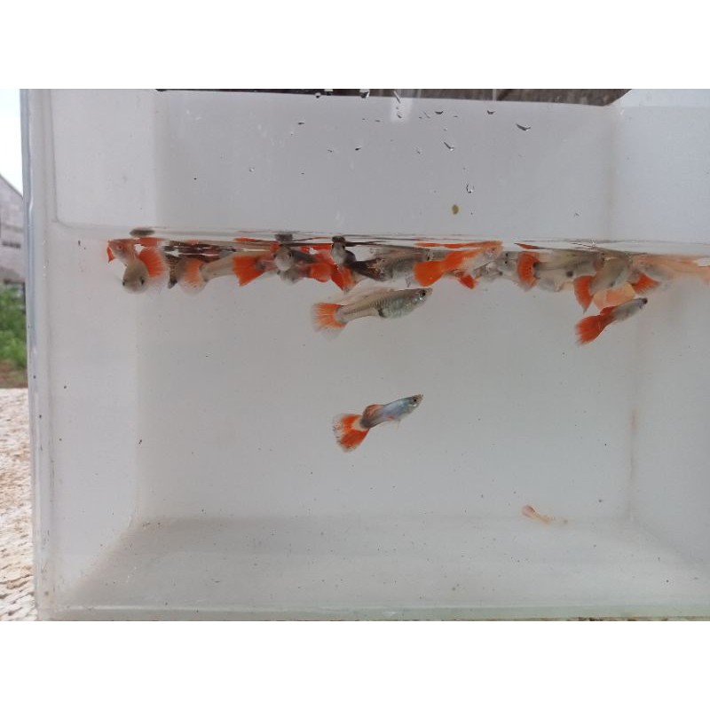 Paket ikan guppy cendolan warna-warni murah isi 6 ekor