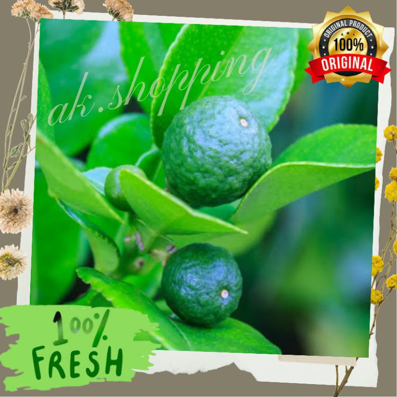 

Jeruk Nipis 500 gr