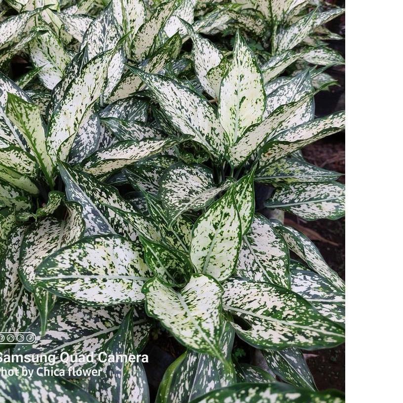 PROMOSI  7.7 READY TANAMAN HIAS AGLONEMA SNOW WHITE Tanian Lokal / Tanaman Murah / Berkualitas Bukan