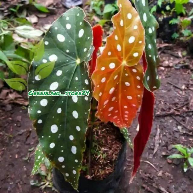 begonia maculata polkadot  - hiasan taman - tanaman hias begonia - begonia - begonia maculata