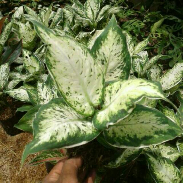 Tanaman hias aglaonema  sparkel blanceng aglonema  list 